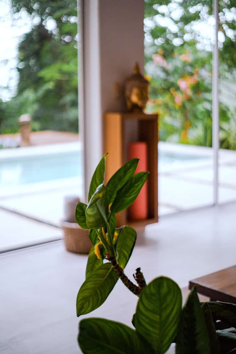 a plant in a window